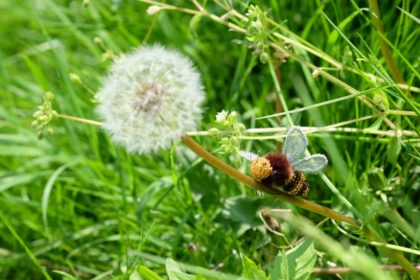 ハチとタンポポ