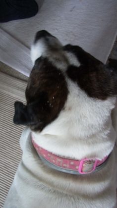 ワンちゃんと小麦粉