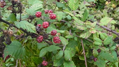 ブラックベリー