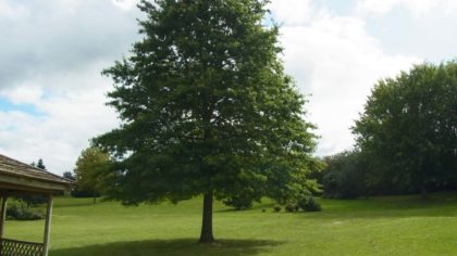 刺繍学校 フランス1