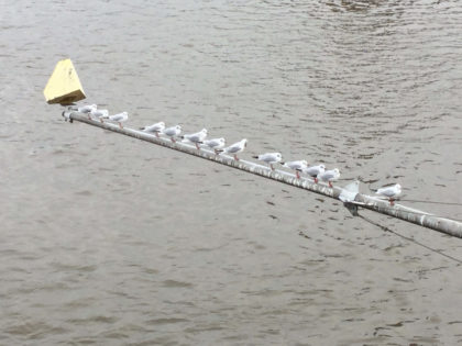 ドイツ並んだ鳥