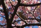 桜とメジロ