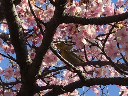 桜とメジロ
