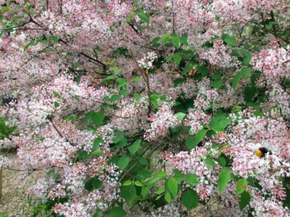 パリ ライラック