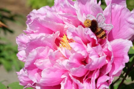 芍薬とハチ
