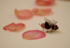 花びらとハチ