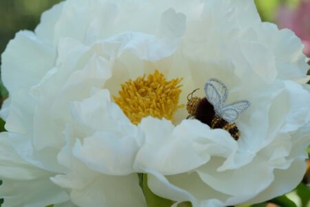 レッスンの再開について