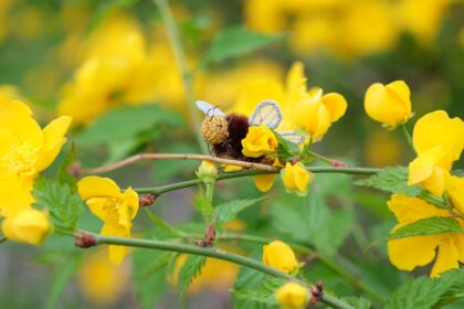 レッスンの再開について