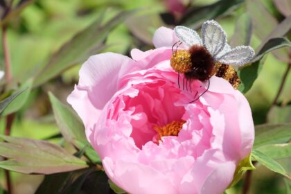 レッスンの再開について