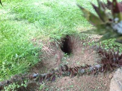 ウサギ巣穴