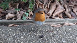 ロビンのアップ写真